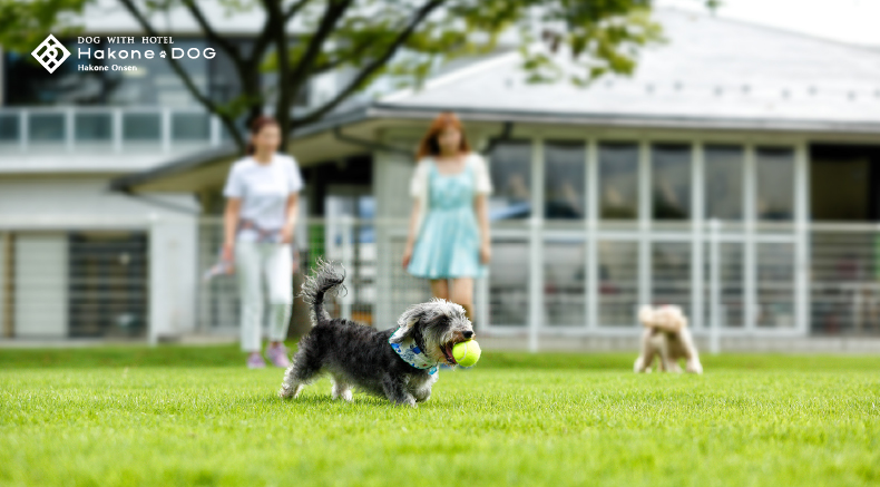 ドッグwithホテル｜Hakone DOGのイメージ写真01